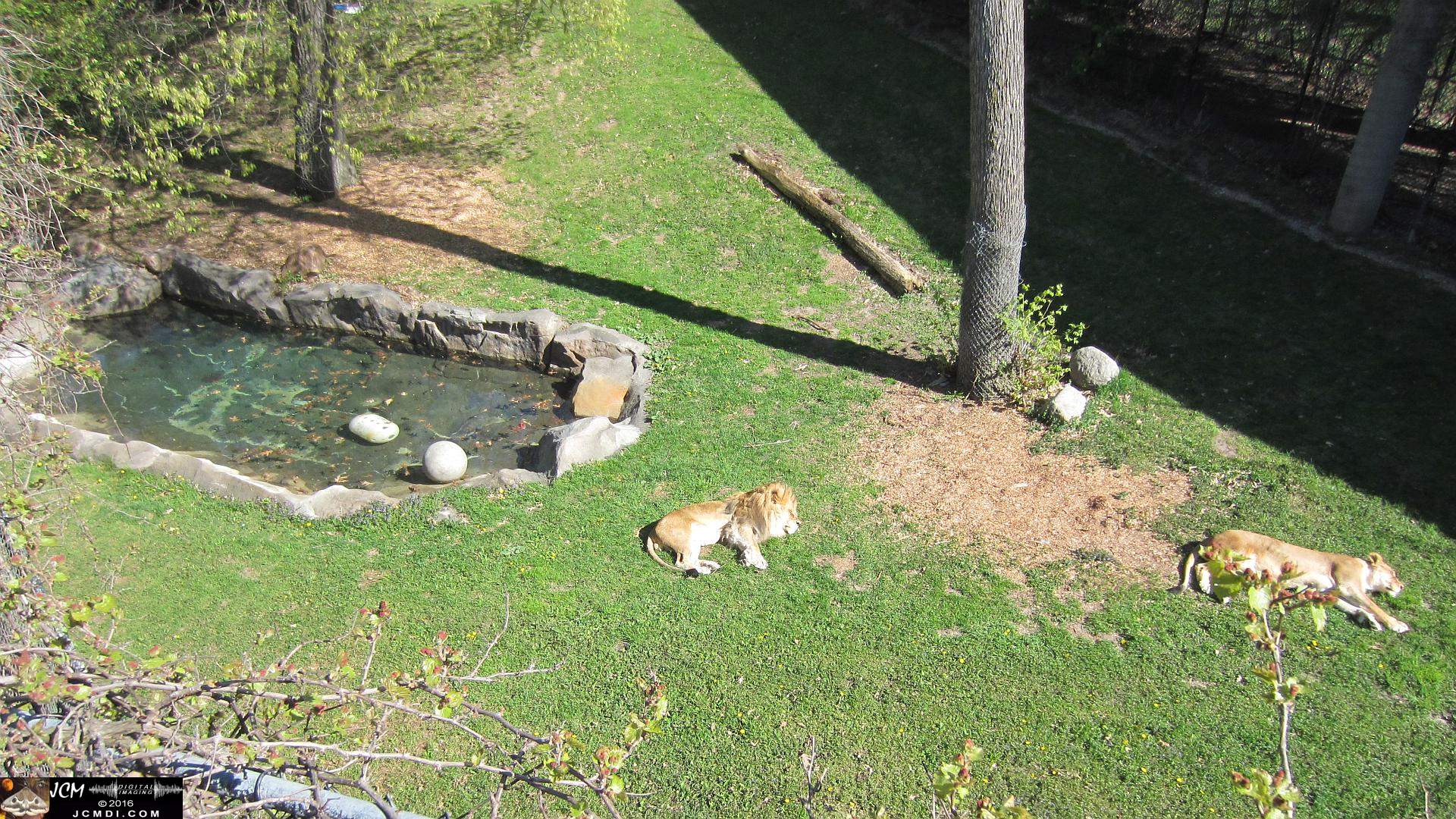Como Zoo conservatory, MN napping lions